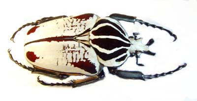 Goliathus goliatus quadrimaculatus. var.