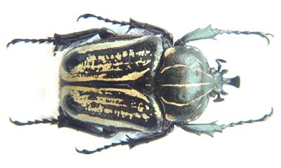 Hegemus vittatus.