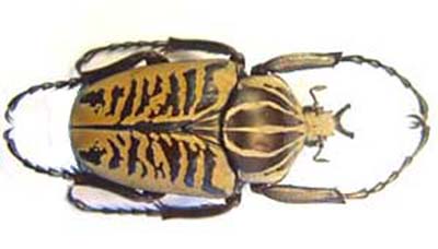 Goliathus albosignatus. Boheman.  f  zebra.