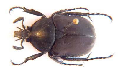 Ichnestoma sp. ( Completly Blackish, no white.)