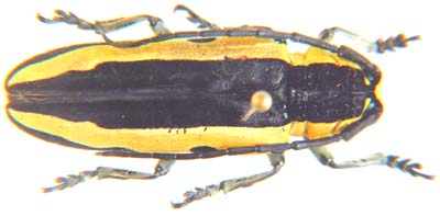 Tragocephala univittipennis.