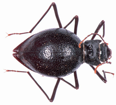 Psammodes diabolicos tactilis