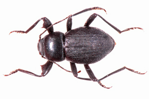 Psorodes striaticollis