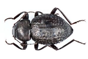 Psorodes fabricii