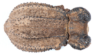 Pseudomachla serrata