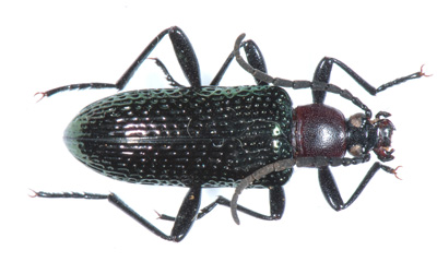 Praeugena fossulata