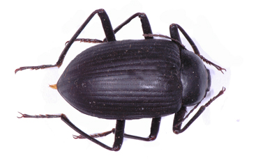 Eupenzus natalensis.