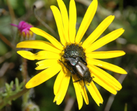 Monkey Beetle ( Hopliini sp.)