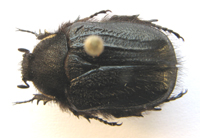 Odontorrhina kriegei. (Schein)