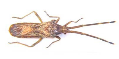 Homoeocerus. sp