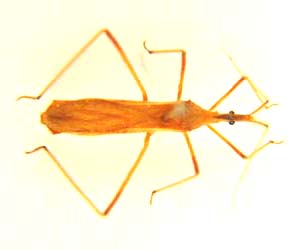 Reduviidae sp.