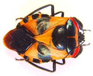 Chalcocoris rutilus.