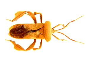 Coreidae sp.