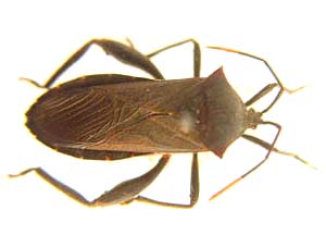 Coreidae sp.