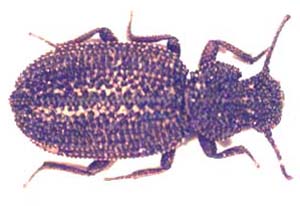 Acestophanus kaokoanus.