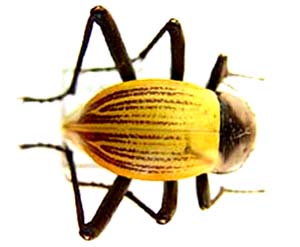 Onymacris langi langi