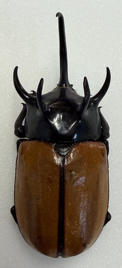 Horned Beetles