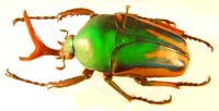 Eudicella  gralli gralli.
