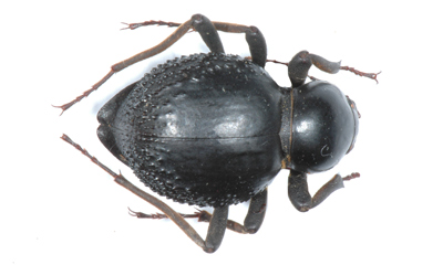 Psammodes vialis 