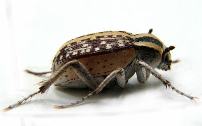 Phchynoteus sp