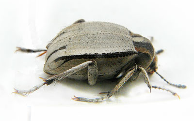 Phchynoteus sp