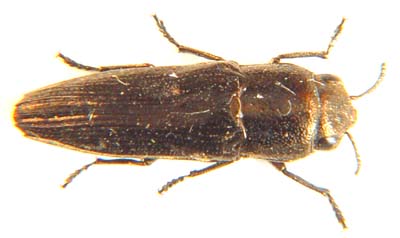 Jewel Beetle.