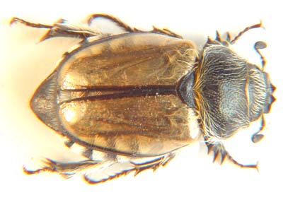 Melolonthinae. sp 