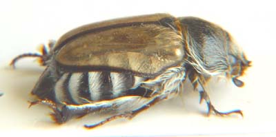 Melolonthinae. sp 