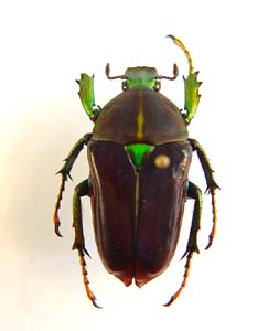 Neptunides polychrous fuscipennis f oweni. Allard.