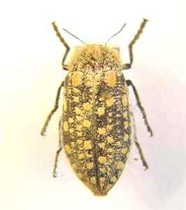 Julodis mitifica. Boheman