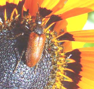 Meloidae sp