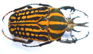 Chelorrhina savagei. Harris