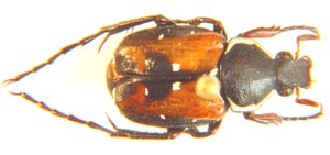 Stringophorus flavipennis.