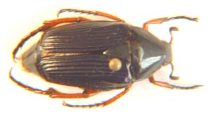 Trichiini sp.