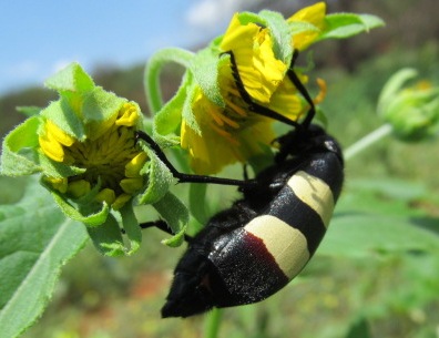 Meloidae oculata