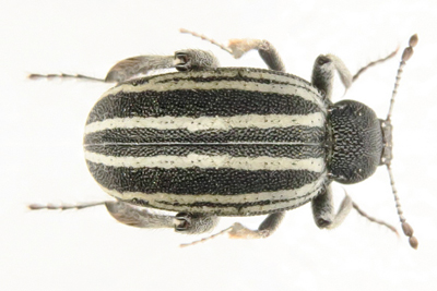 Pachynotelus oweni