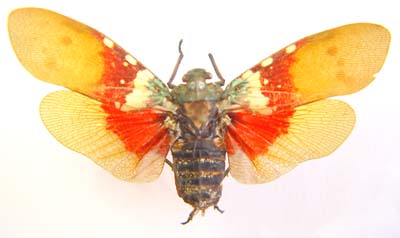 Acnephora sonptuosa