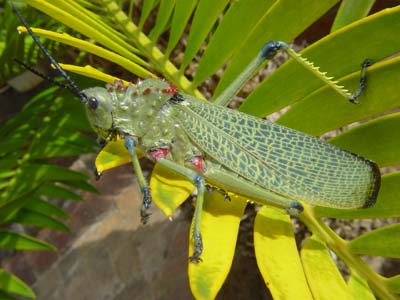 Foam Grasshopper