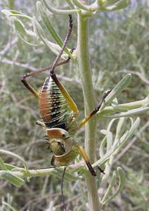 Armoured Corn Cricket.  A  cervinus.