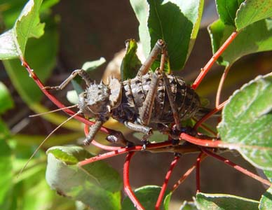 Armoured Corn Cricket. Hetrodes sp.