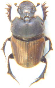 Phalops  sp.