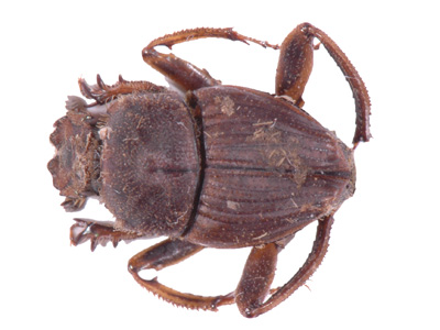 Sisyphus sp