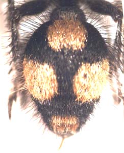 Stenomutilla baucis. ( Velvet ant.)