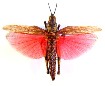 Grassopper sp.