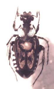 Campolius nyassae