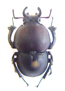 Species discovered by Colin R Owen