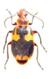 Carabidae