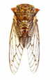 Cicadidae