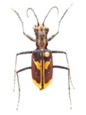 Cicindelidae Tigers