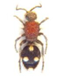Hymenoptera Velvet Ants